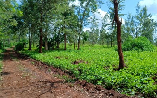 Prime 613.5 Acres of Agricultural Land for Sale in Makuyu, Murang’a County