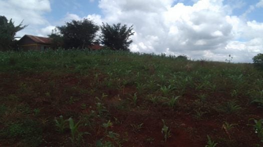 Prime 10-Acre Land for Sale in Mugutha, Ruiru | KSh 30M per Acre