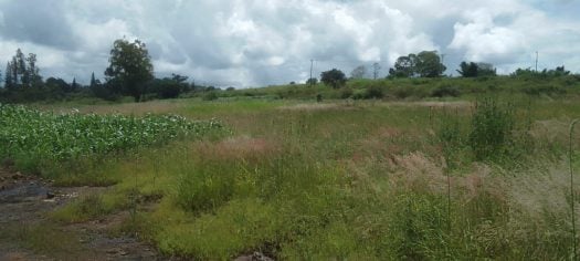 Prime 7.5-Acre Land for Sale in Mugutha, Ruiru – Tarmac Frontage & River Boundary | KSh 30M per Acre