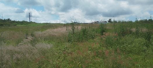 Prime 7.5-Acre Land for Sale in Mugutha, Ruiru – Tarmac Frontage & River Boundary | KSh 30M per Acre